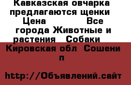 Кавказская овчарка -предлагаются щенки › Цена ­ 20 000 - Все города Животные и растения » Собаки   . Кировская обл.,Сошени п.